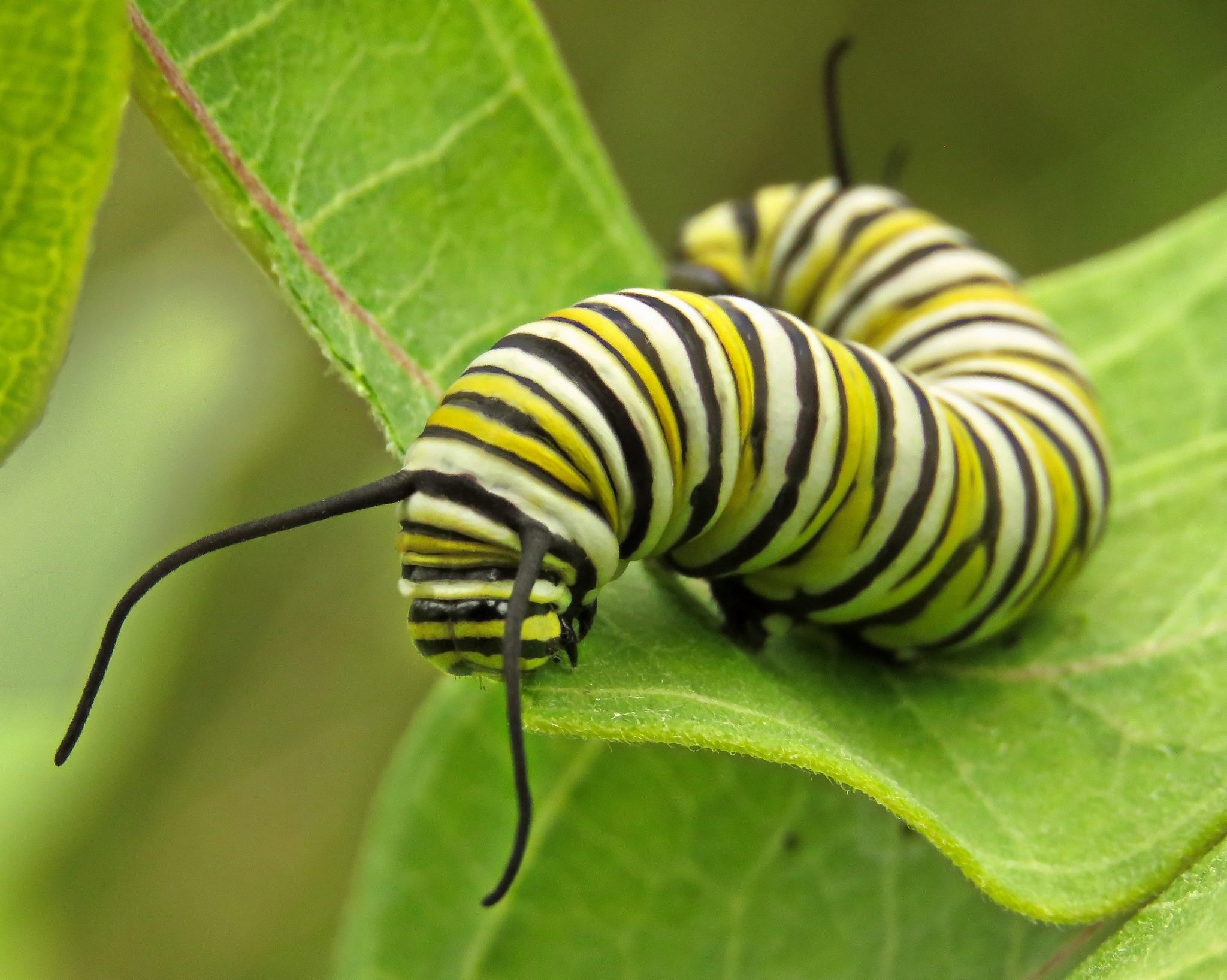 MonarchCarlWegener photo by instructor
