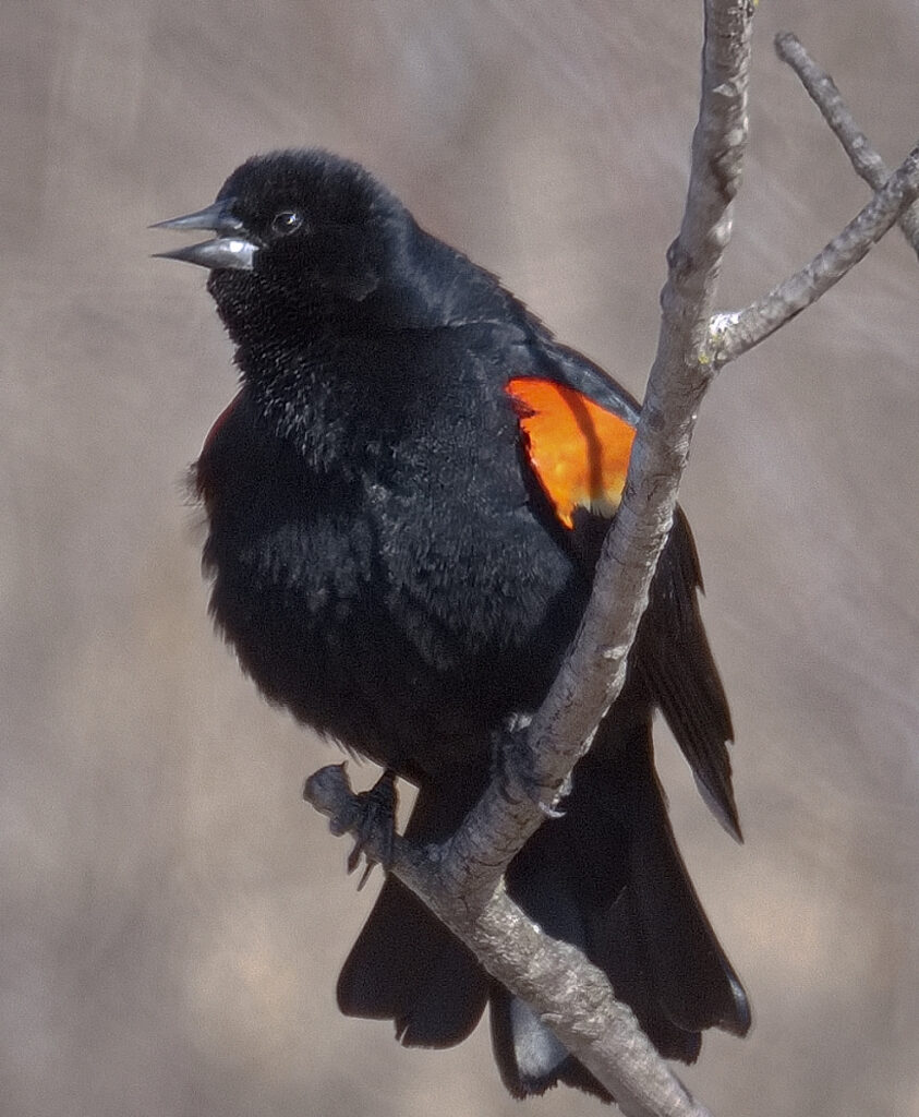 Early Blackbird Arrivial