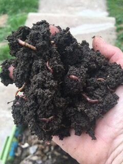 Red Wigglers - Buy Compost Worms at Mother Worms