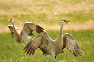 Two sandhill cranes stand with wings outstretched on a grassy prairie. Courtesy of USFWS Mountain Prairie
