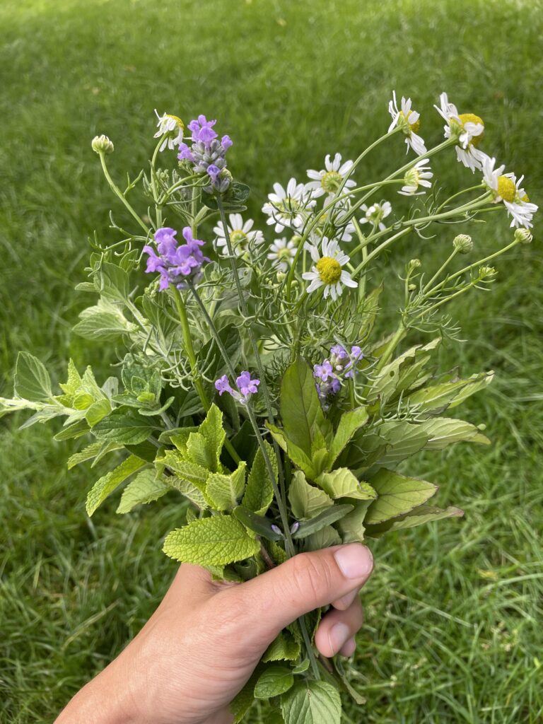 medicinal gardening kara lundin